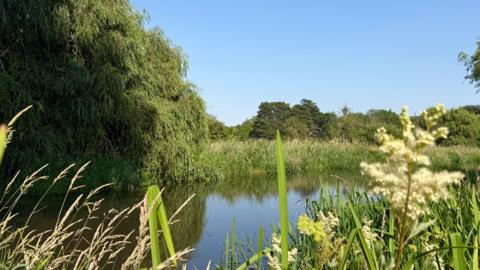 This image shows a peaceful natural waterside scene on a clear, sunny day. On the left side, a large weeping tree with long, drooping branches hangs over the water, creating a dense green canopy.