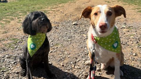 Two dogs on leads. They are wearing green bandanas on a sunny day. 