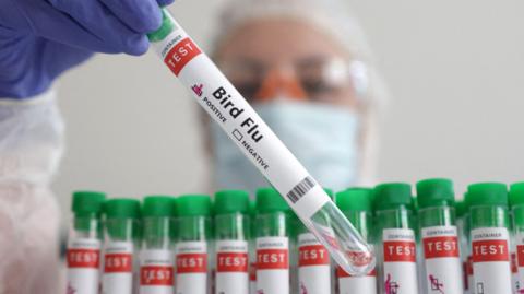 Bird flu tests