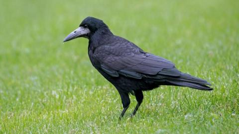 A black bird with a grey beak standing on grass.