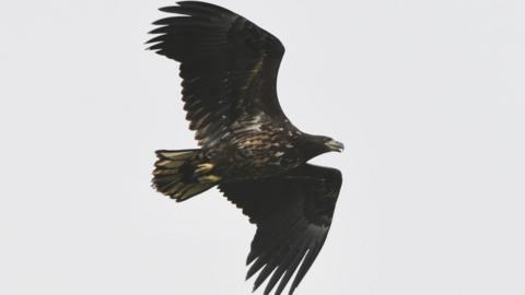 A young white-tailed eagle is soaring through the sky with both wings outstretched.