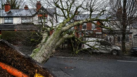 A tree is uprooted, with the roots in the foreground on the left hand side. You can see an exposed orange pipe. The tree has fallen across a road and you can see houses behind it and a white van underneath it.