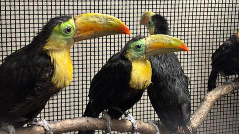 Toucans sat on a branch