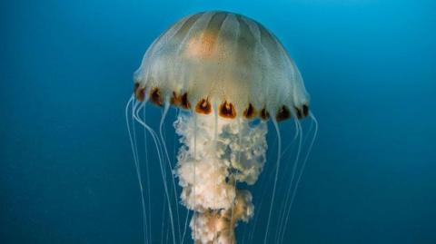 An upright compass jellyfish, with it's distinctive brown markings down the 'bell' of the jellyfish.