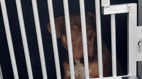 An XL Bully type dog behind bars