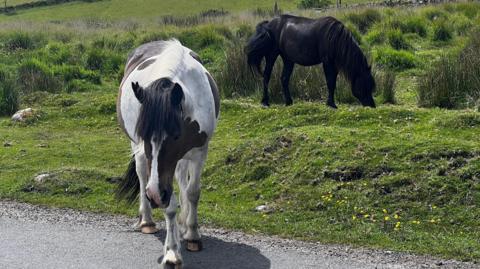 Two horses on grassland and gravel. One is white and brown and the other is black.