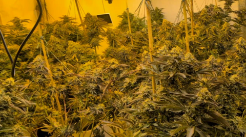 A crop of cannabis plants supported on sticks in a yellow light