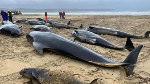 Several long-finned pilot whales lying on a sandy beach.
