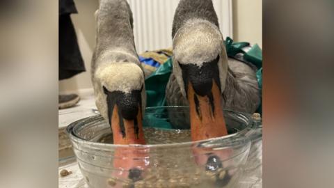 Swans rescued