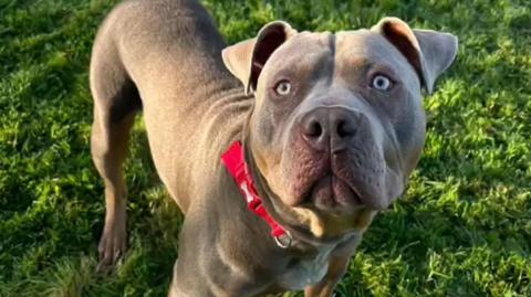 Brown/grey coloured American XL bully standing on 