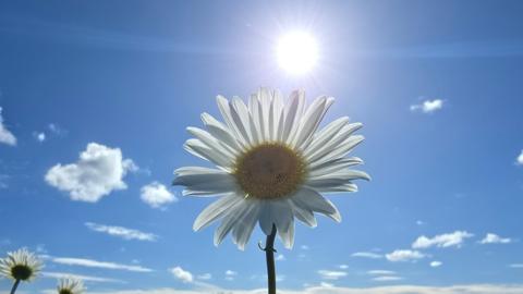An ox-eye daisy in front of the Sun and a mostly blue sky