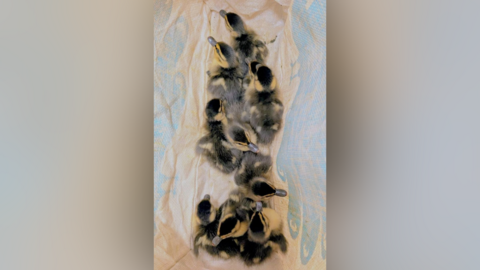 A picture of 10 ducklings on a blanket.