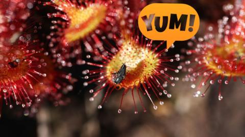 insect-eating plant with the word "Yum" in speech bubble