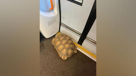 Tortoise on a train