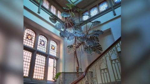 The giant monstera plant reaches the ceiling of the stairwell of a beautiful building with stained glass windows and an ornate wrought iron staircase. 
