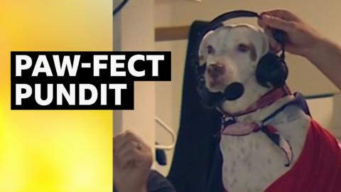 Pablo the dog joins the commentary booth at the Washington Nationals v Los Angeles Dodgers game