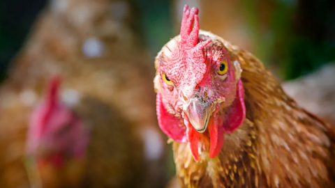 A chicken roaming outside