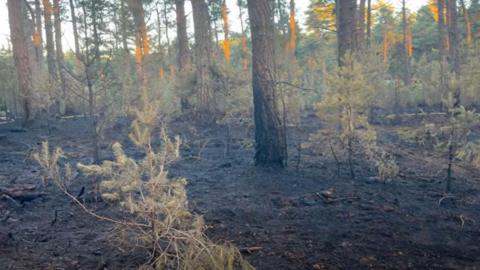 A scorched and blackend section of forest.