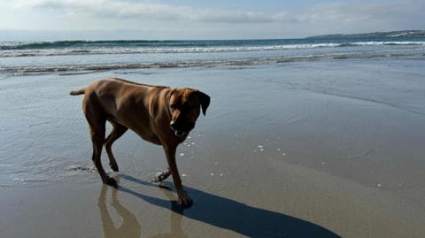 A fine Rhodesian ridgeback strolls gently through the lapping tide, as the sun glistens on the rolling waves behind, and white puffy clouds hover through the blue sky