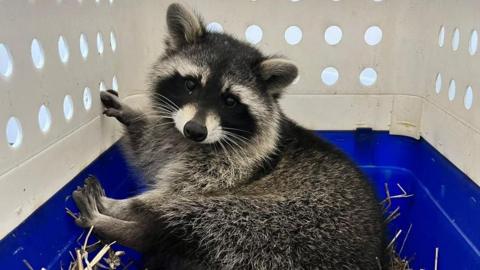 Racoon in a box looking at the camera