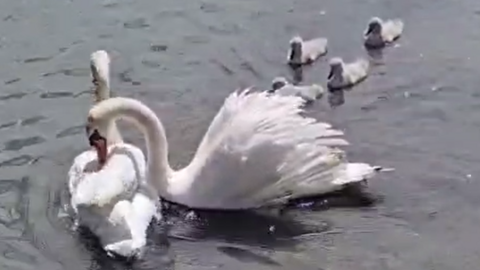 A family of swans in the water. There are four cygnets. The female is seen trying to take the hook off the wing of the injured male.
