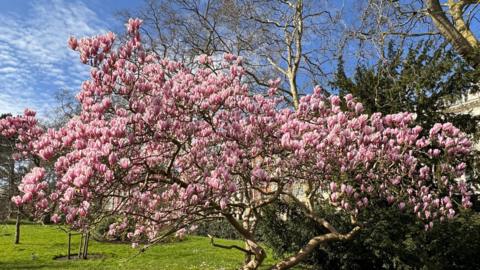 A small tree covered in cherry blossom