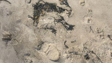 Small white plastic nurdles are scattered across a beach with strands of dark green seaweed around them. There are over 30 nurdles across this small area of sandy beach.