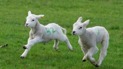 Two lambs running in a field