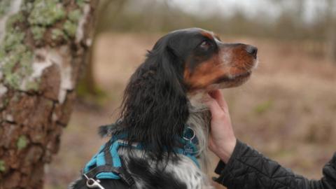 A dog with a harness on in heathland. A hand is stroking it.