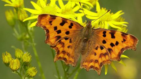 Comma butterfly