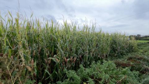 Maize growing in a field in Guernsey.