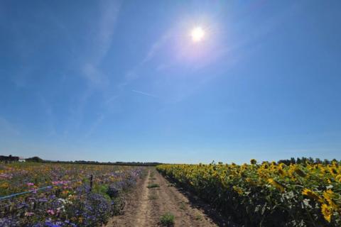A dirt path between wildflowers and sunflowers beneath a bright blue summer sky in Titchfield, Hampshire
