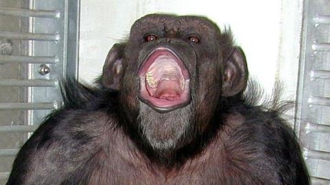 Close-up shot of a chimpanzee with its mouth wide open.