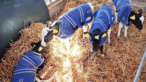 Four calves wearing blue coats in a pen with hay.