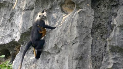 A langur monkey climbs up a cliff holding a baby langur