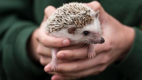 A hedgehog being held in two hands and looking to the right. The hands appear from dark green sleeves.