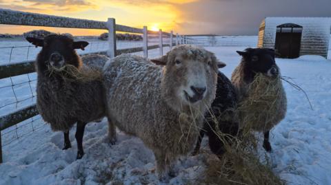 Four sheep in a snowy field, with the sun setting behind them