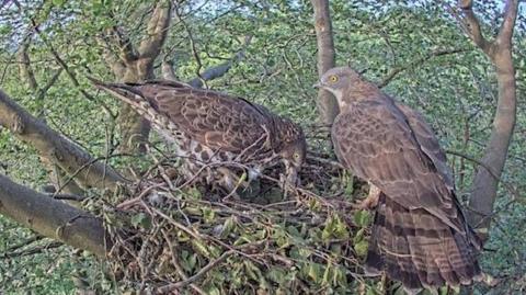 two brown birds of prey building a nest in the treetops