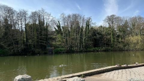 Ducks near and in a reservoir surrounded by trees