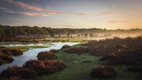 Flood water runs in a small stream through grassland and heathland with a row of green trees in the background that are shrouded in mist. The mist is thicker on the right-side of the picture