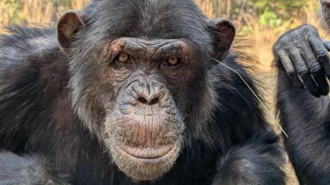 Chimpanzee sits with a blade of grass in its ear