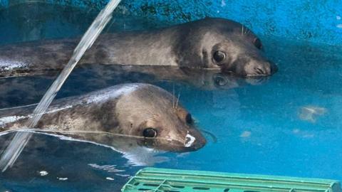 Seal pups Roar and California Girl swim in a water tank at the GSPCA headquarters. The water has a blue hue to it. Both seals are poking their heads out of the water.