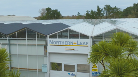 A row of greenhouses with the sign in the middle saying NORTHERN LEAF and a red arrow below that points right, with the word "entrance" above it. There are palm trees either side, grey skies and more trees behind the greenhouses in the distance
