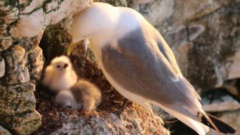 A large grey and white seabird is perched at the entrance of a rocky nest cavity, leaning toward two small, fluffy chicks inside.