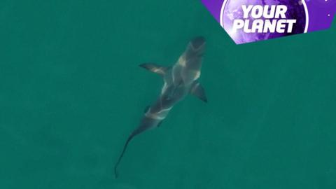 A shark in the water