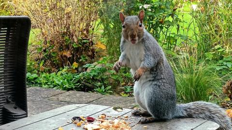 A startled looking grey squirrel looks into the camera stood on a table with crushed nuts in front of it.