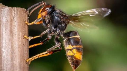 The hornet is on a piece of wood and has a black thorax with a black abdomen with yellow stripes. It has translucent wings on its back and six two tone black and yellow legs and two black antenna on the top of its head.