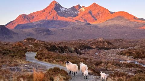 sheep in the foreground with moutains bathed in dawn light in the background