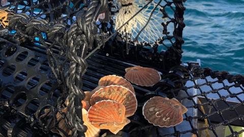 Scallops in an open lobster pot. The lobster pot is on the boat. In the background is the ocean. 