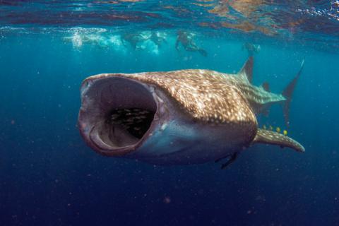 A whale shark with its large mouth fully opened.